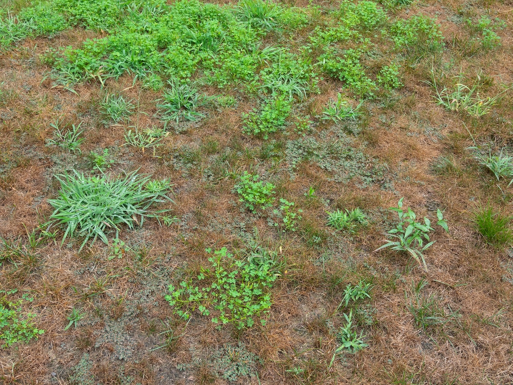 House front lawn covered with pesky crabgrass weeds