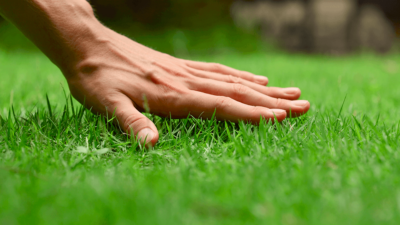 hand checking if grass needs pre or post emergent herbicides