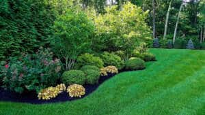 Lawn and landscape with beautiful plants and trees