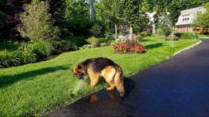 watering lawn during droughts 