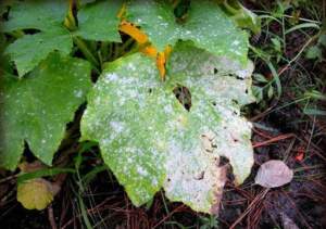 White Powdery Mildew