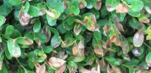 Boxwood Blight Treatment