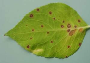 Leaf Spot Disease