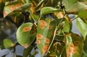 Rust on Plants