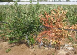 Root Rot Treatment