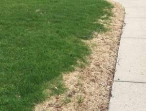 Damaged Grass Along Sidewalk