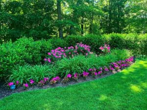 Green grass next to bright pink flowers and other plants