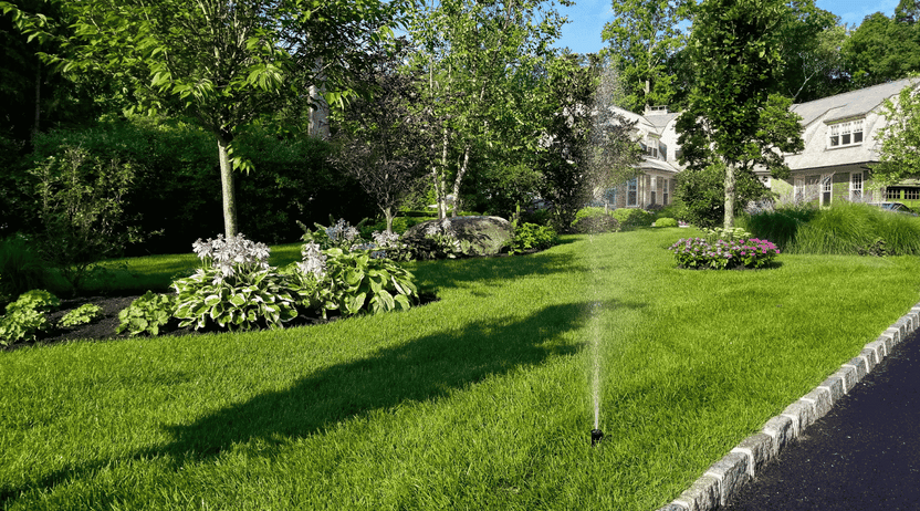 winter plant and turf damage