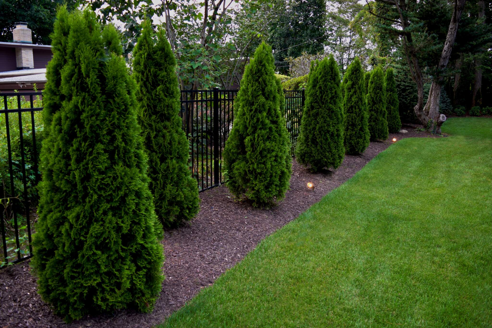 Pruning is not just about maintaining the aesthetics of your trees and shrubs